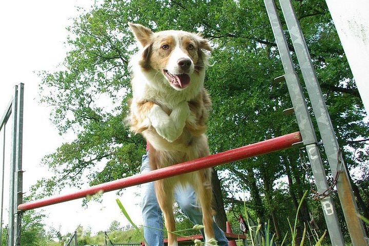 Brownie ( Papoose x Safran)